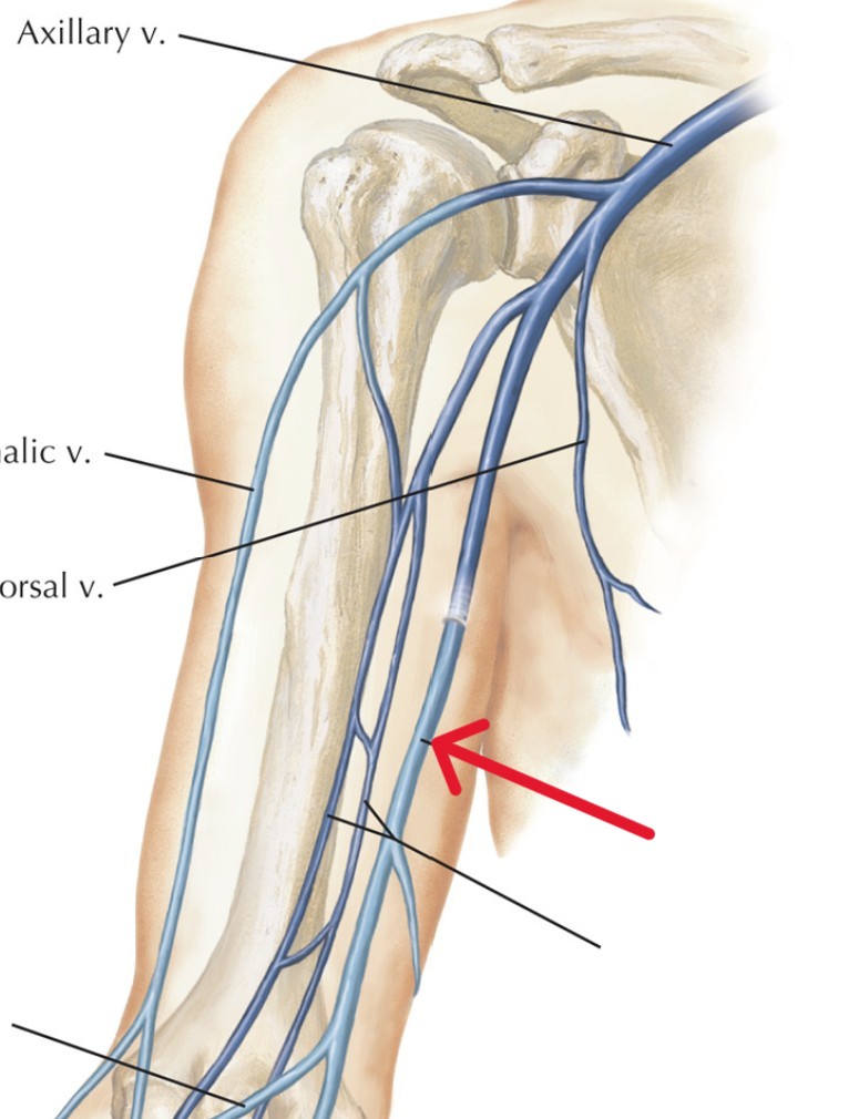 <p>Which veins:</p><ul><li><p>Extend distally from axillary vein</p></li><li><p>Runs down the arm</p></li><li><p>Medial to cephalic and brachial vein</p></li></ul><p></p>