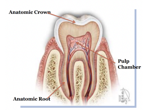 <p>What does the <mark data-color="#f50808" style="background-color: #f50808; color: inherit">pulp chamber </mark>have?</p>