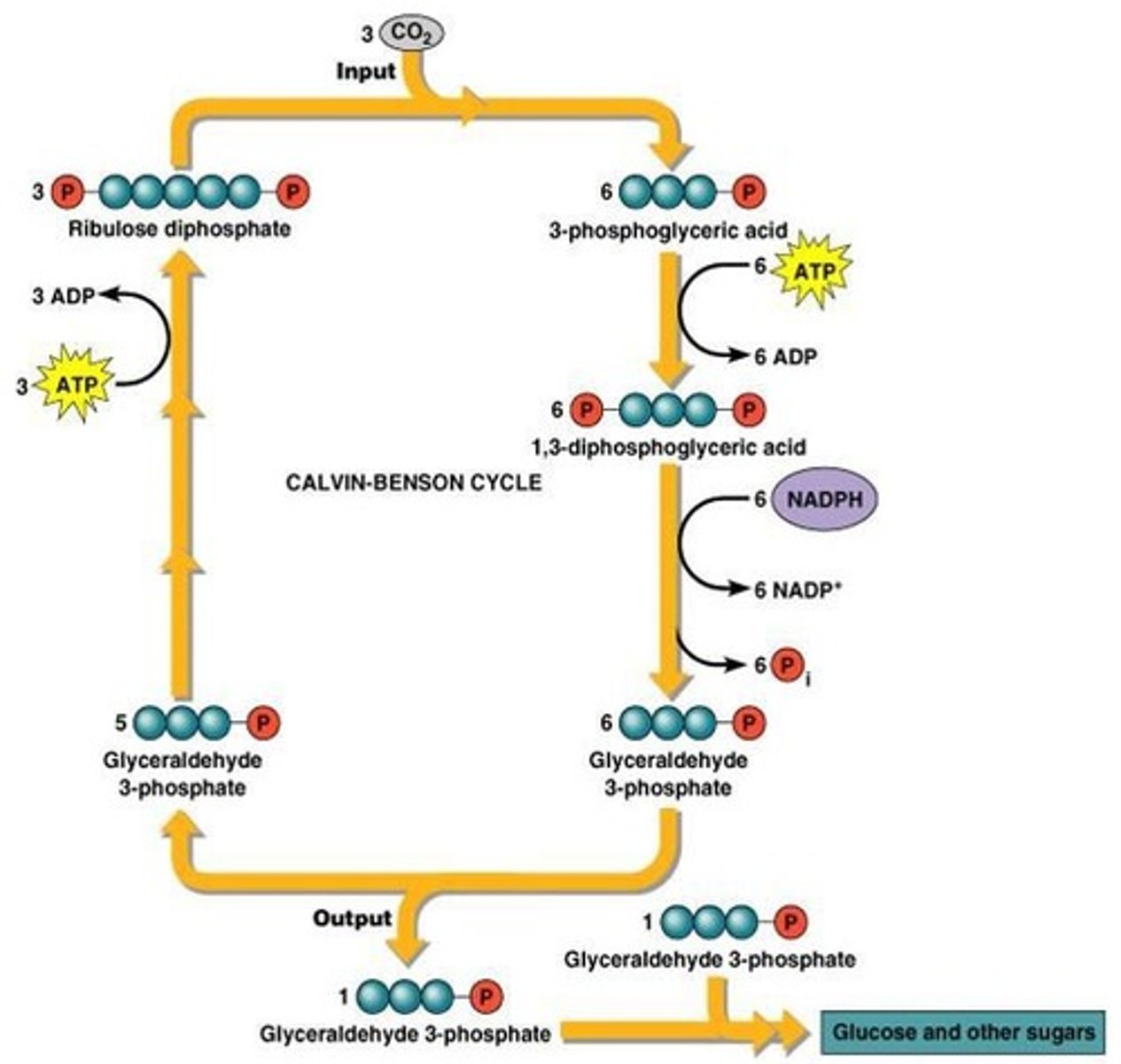 <p>Fixing carbon into organic molecules.</p>