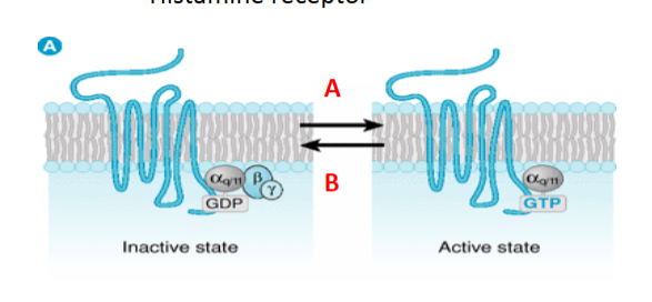 <p>Diphenhydramine would move the equilibrium to what direction?</p><p>a. towards A</p><p>b. towards B</p><p>c. both</p><p>d. neither</p>