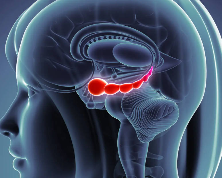 helps process for storage explicit (conscious) memories of facts and events Small structure with two "arms" that wrap around the thalamus Decreases in size and function with age
