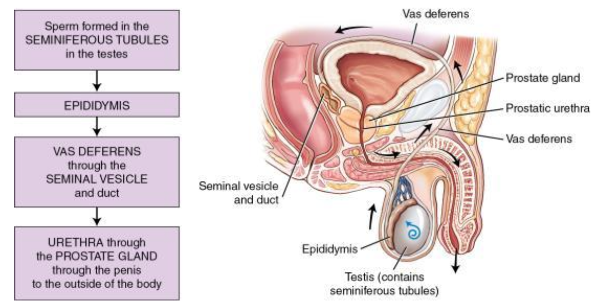 <p>formed in seminiferous tubules (testes) —> epididymis —> vas deference —> seminal vesicle and duct —> urethra —> prostate gland —> penis —> outside body</p>