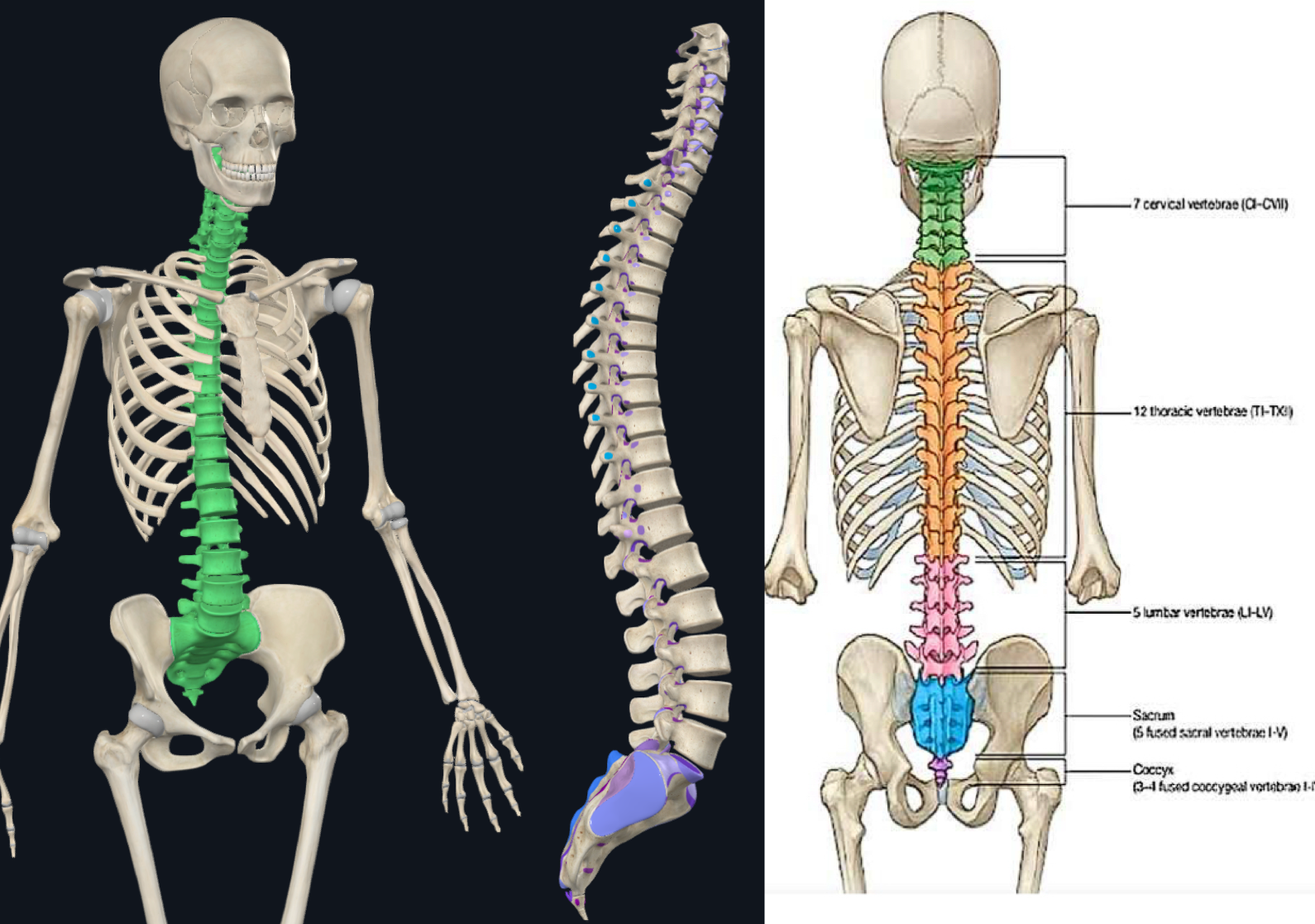<p></p><p>Generalità:</p><ul><li><p>E’ l’asse scheletrico del corpo → formata da segmenti ossei chiamate VERTEBRE → esse sono 32-33 in totale → solo le prime 24 sono mobili → tra le vertebre si hanno piccoli movimenti che sommati permettono grandi movimenti del tronco</p></li></ul><p>Tratti:</p><ul><li><p>Tratto Cervicale → 7 Vertebre Cervicali (C1-C7) → costante in tutti i mammiferi (indipendente dalla lunghezza del collo → variano le dimensioni)</p></li><li><p>Tratto Toracico → 12 Vertebre Toraciche (T1-T12) → in rapporto con le coste (articolazioni costo-vertebrali)</p></li><li><p>Tratto Lombale → 5 Vertebre Lombari (L1-L5) → conclude la parte mobile della colonna</p></li><li><p>Tratto Sacrale → 5 Vertebre Sacrali cui fusione forma l’Osso Sacro</p></li><li><p>Tratto Coccigeo → 3-4 Vertebre Coccigee cui fusione forma l’Osso Coccigeo</p></li></ul><p></p>