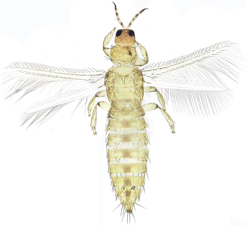 <p>Fringed wings (kinda feathery), long, slender body, wings have few or no veins, fuzzy-looking antennae, long, striped abdomens with fuzzy stuff at the end, slightly segmented antennae, two legs at the end of first thorax thing, two at the middle of the thorax, and two at the very start of the abdomen. Class Insecta, called thrips</p>