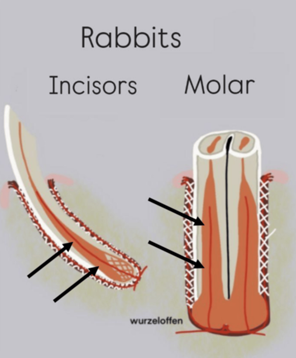 <p>What part of the tooth are the arrows pointing to?</p>