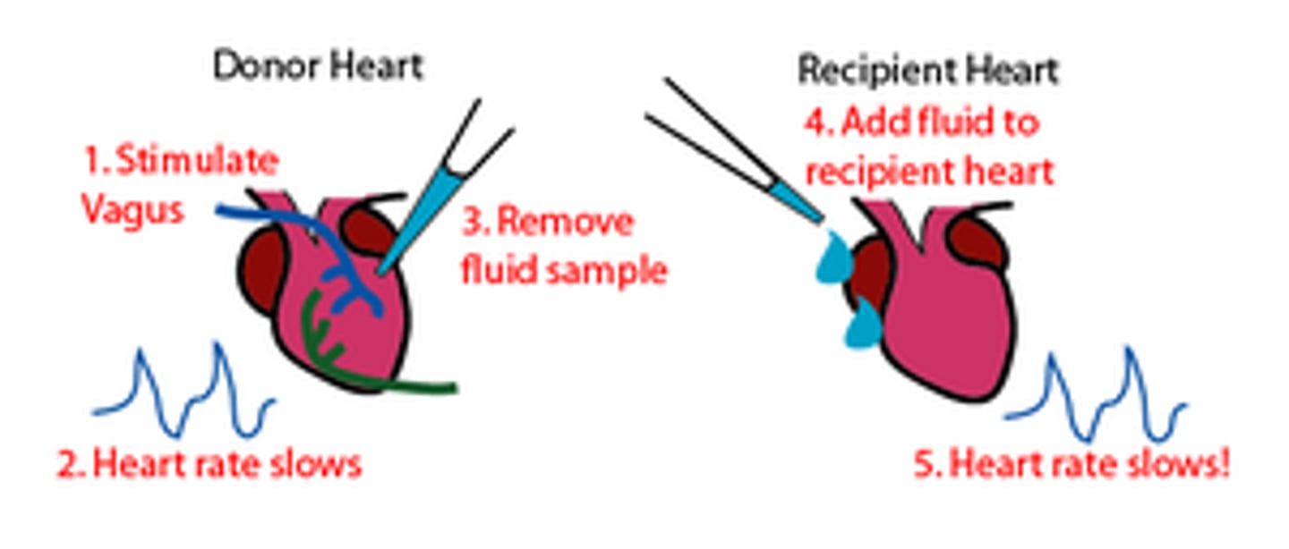 <p>Otto Loewi discovered that nerves release chemicals to control the heart.</p>