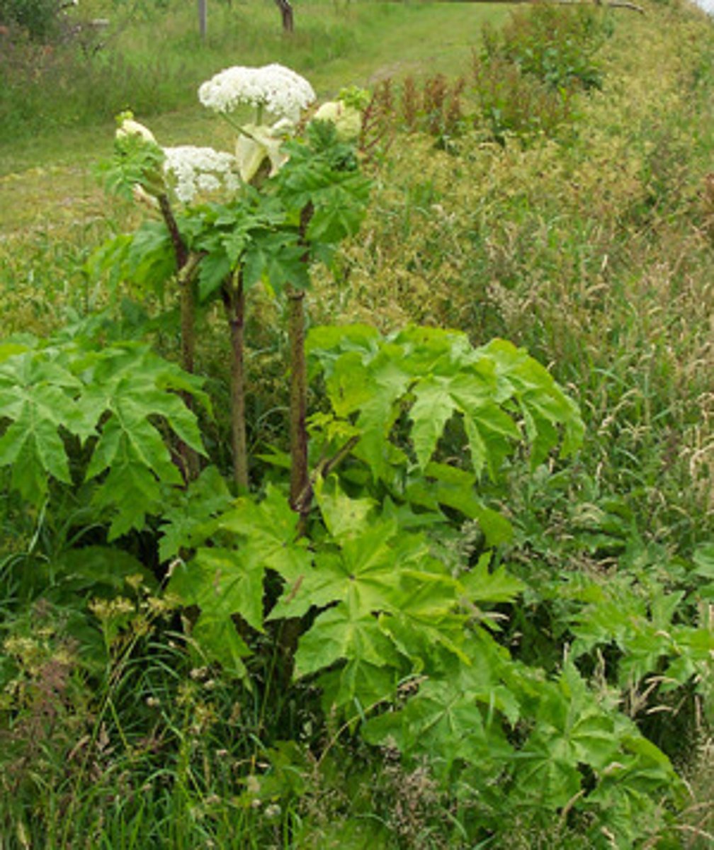 <p>Gewone berenklauw</p>