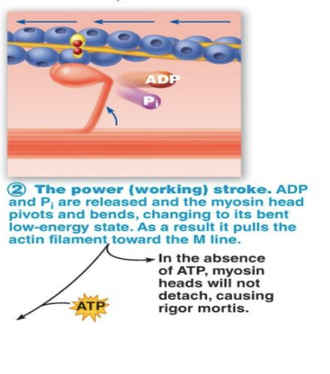 <ul><li><p>ADP and phosphate are released and the myosin pivots and bends, changing to it’s low-energy state, pulling the actin filament toward M-line&nbsp;</p><ul><li><p>In absence of ATP, myosin head will not detach, causing rigor mortis&nbsp;</p></li></ul></li></ul><p></p>