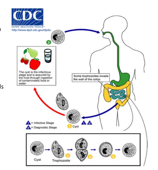 <ol><li><p>First, cysts (invasive form) originate from animal reservoirs or human carriers. Examples include pig feces, polluted water or direct contact with infected animals/humans </p></li><li><p>Humans ingest cysts (invasive form) from contaminated food or water</p></li><li><p>Excystation occurs in small intestine and cyst walls breaks due to digestive enzymes. This releases trophozoites which travel to the large intestine </p></li><li><p>The trophozoites feed on the intestinal contents and multiply thru binary fission </p></li><li><p>Trophozoites typically remain as commensals (harmless presence), but in some cases they invade the mucosa leading to inflammation and ulcers </p></li><li><p>But trophozoites can also penetrate the intestinal wall and cause ulcers, diarrhea, abdominal pain and weight loss. </p></li><li><p>Some trophozoites form cysts, which are excreted in feces. These survive in the environment + infect new hosts </p></li></ol><p></p>