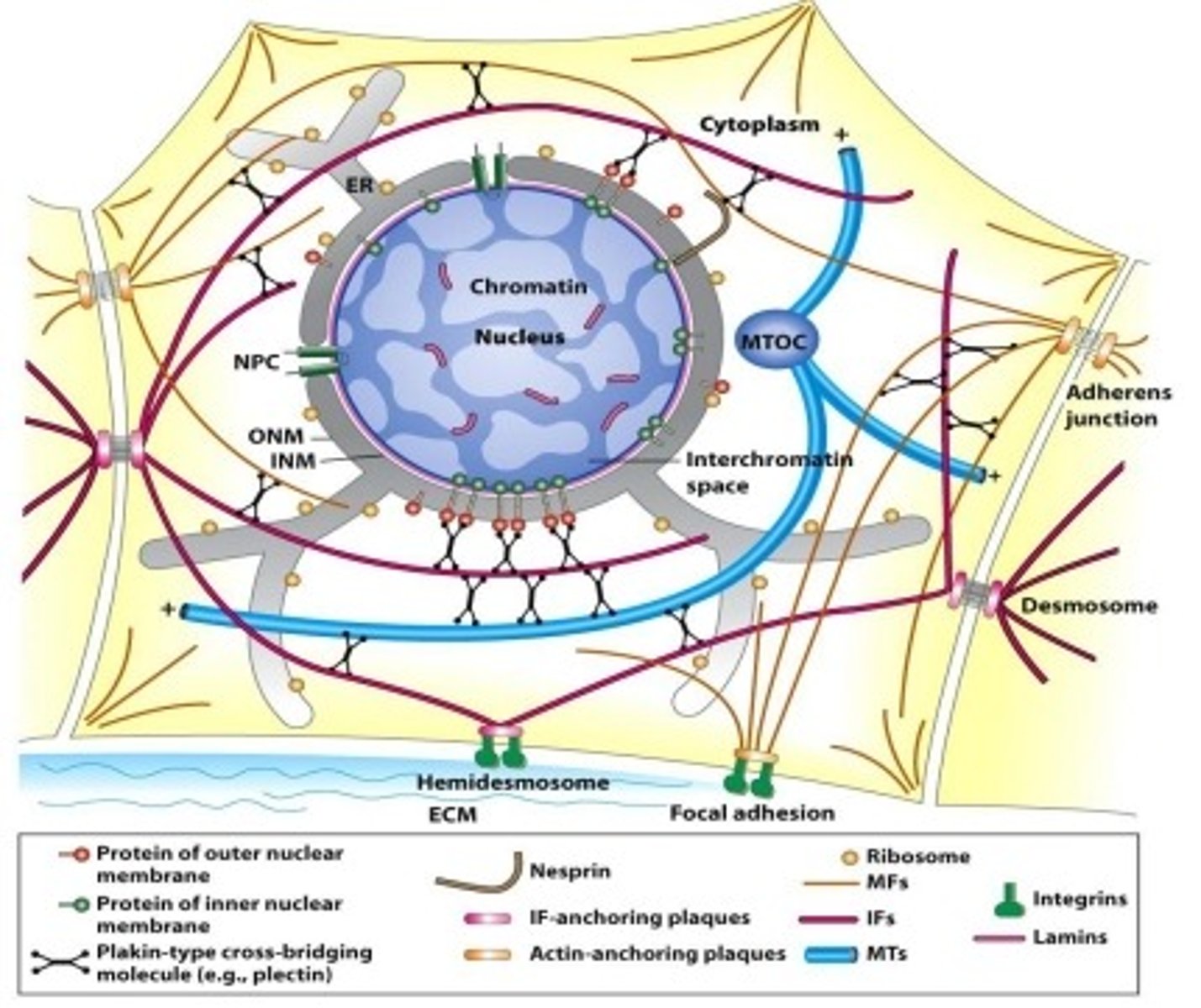 <p>Primary structural protein for epithelial cells by anchoring to the nuclear envelope and connecting to the cell's outer edge through hemidesmosomes and desmosomes.</p>