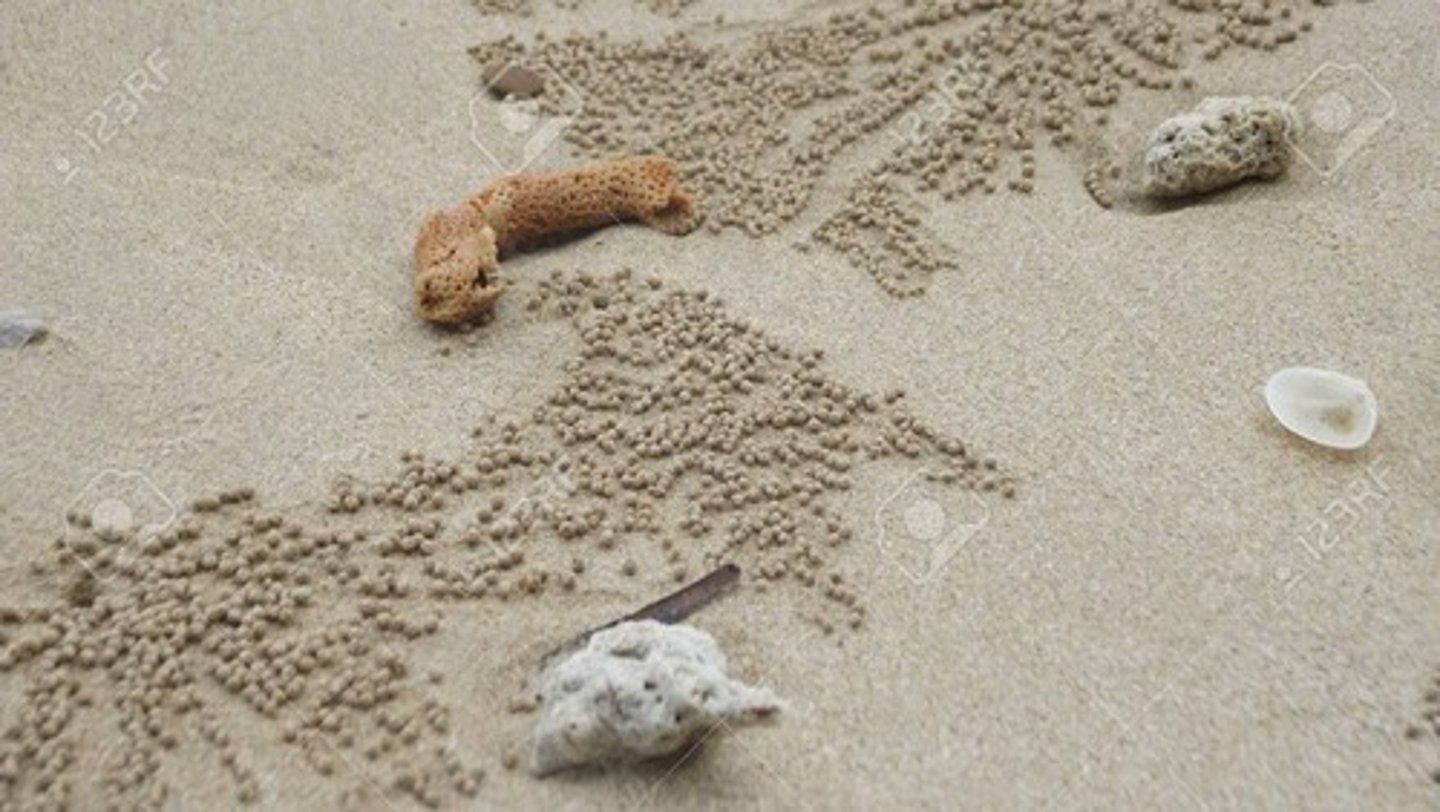 <p>large, semisolid particles produced by bivalves and consisting of phytoplankton and detritus that they filter but do not consume</p>