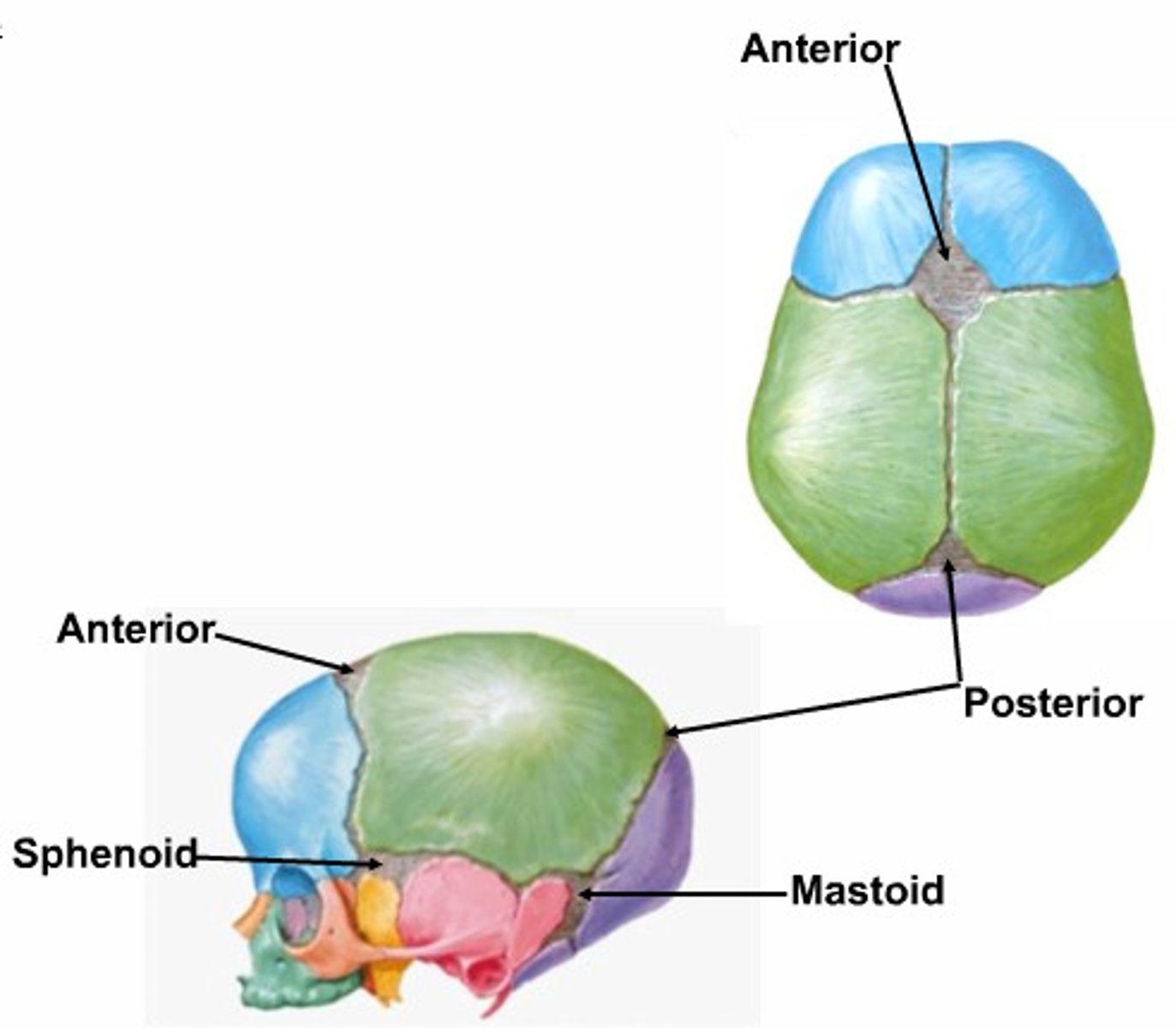 <p>• Anterior</p><p>• Posterior</p><p>• Mastoid</p><p>• Sphenoid</p>