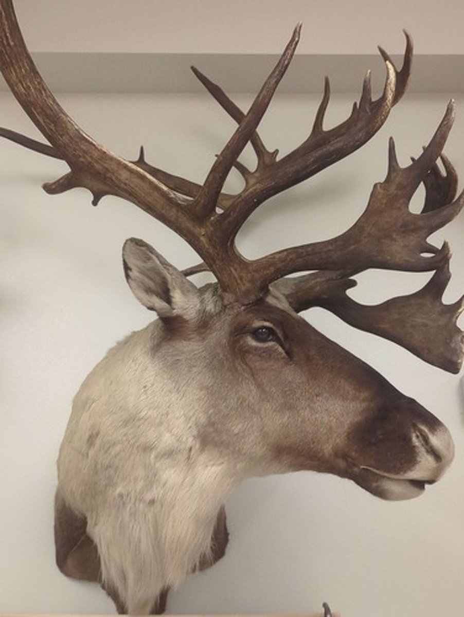 <p>What animal is this? Answer with "Wall" after animal name.</p>