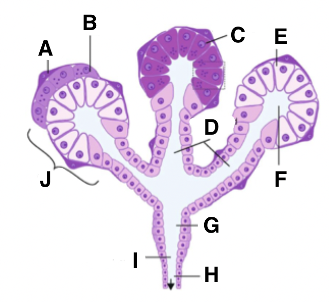 <p>What is I in a salivary gland?</p>