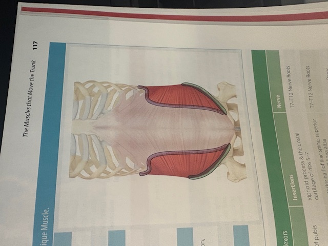 <p>Internal Oblique </p>