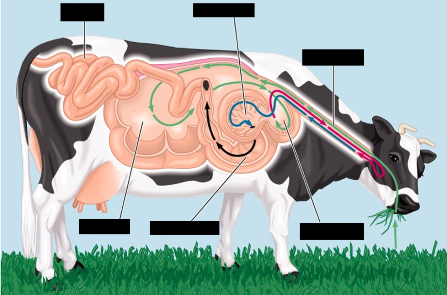 Mouth--> Esophagus--> Rumen--> Reticulum--> Esophagus--> mouth--> Esophagus--> Reticulum--> Omasum--> Abomasum--> Intestine