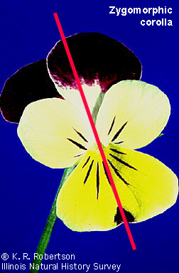 <p>Bilaterally symmetric. Flower can be divided into 2 equal halved along only 1 plane </p>