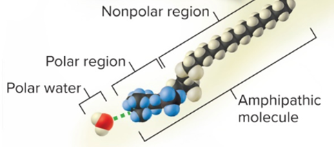 <p>hydrophilic</p>