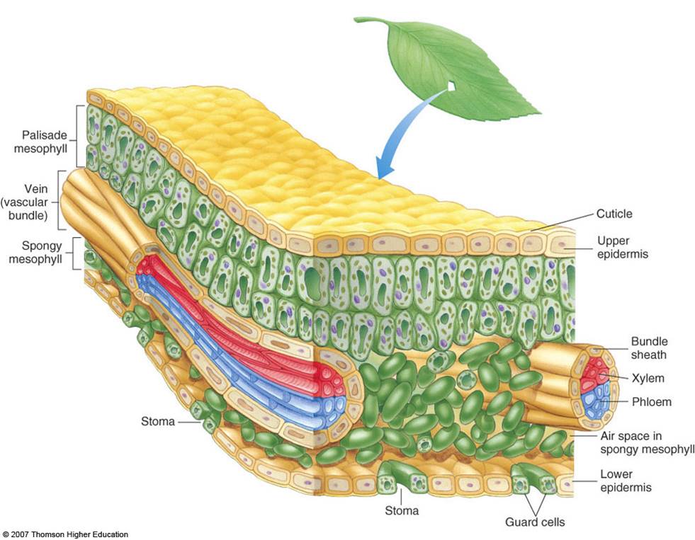 <ol><li><p>Palisade mesophyll</p></li><li><p>Vein (vascular bundle)</p></li><li><p>Spongy mesophyll</p></li><li><p>Stoma</p></li><li><p>Cuticle</p></li><li><p>Upper epidermis</p></li><li><p>Bundle sheath</p></li><li><p>Xylem</p></li><li><p>Phloem</p></li><li><p>Air space in spongy mesophyll</p></li><li><p>Lower epidermis</p></li><li><p>Guard cells</p></li><li><p>Stoma</p></li></ol>