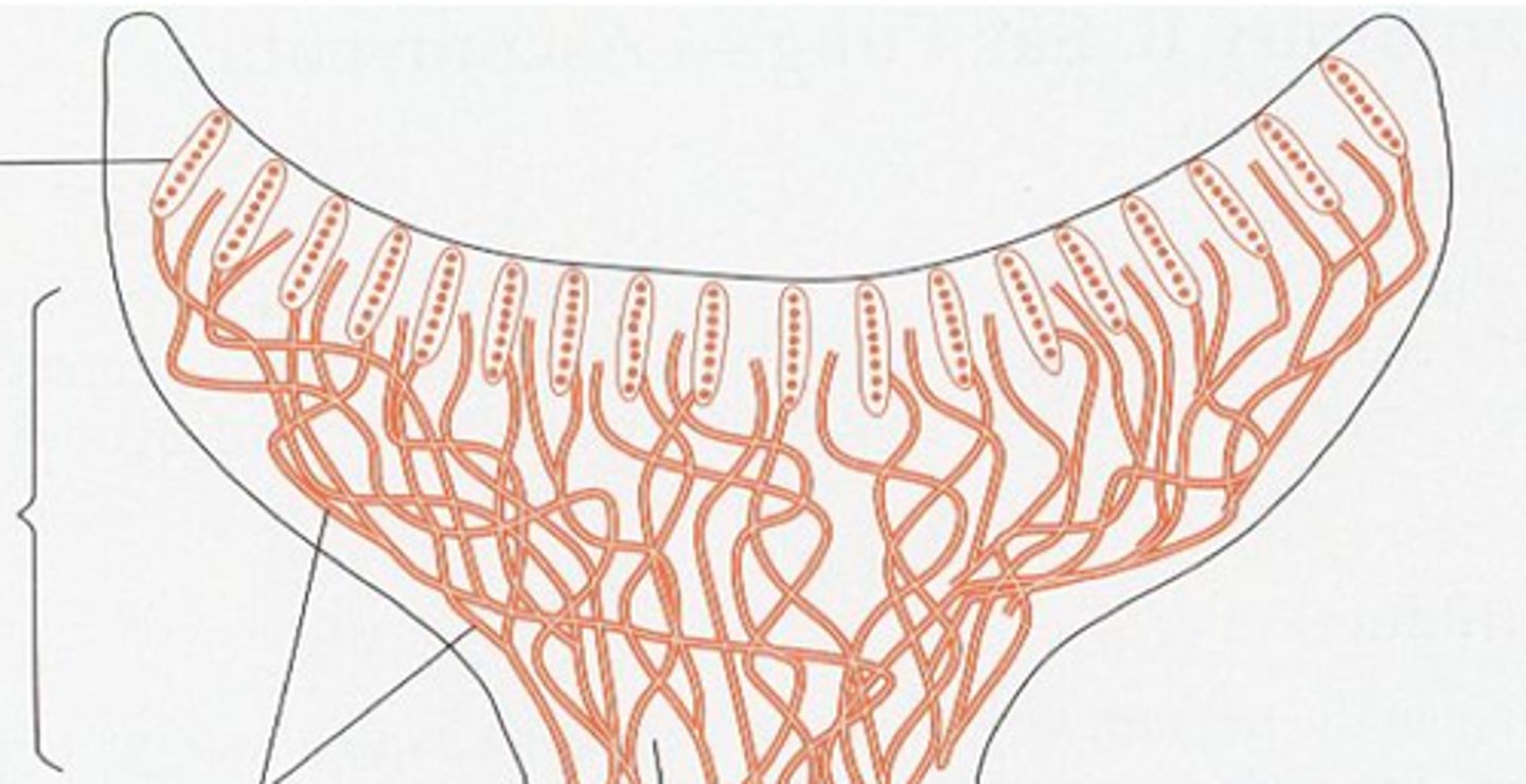 <p>fruiting body of ascomycetes</p>