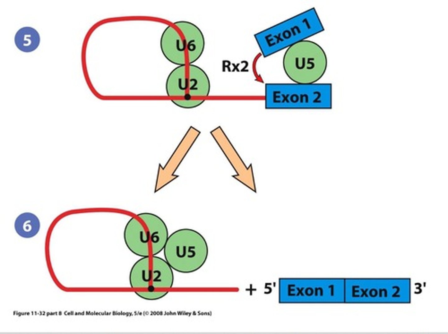 <p>Looped structure formed during intron removal.</p>