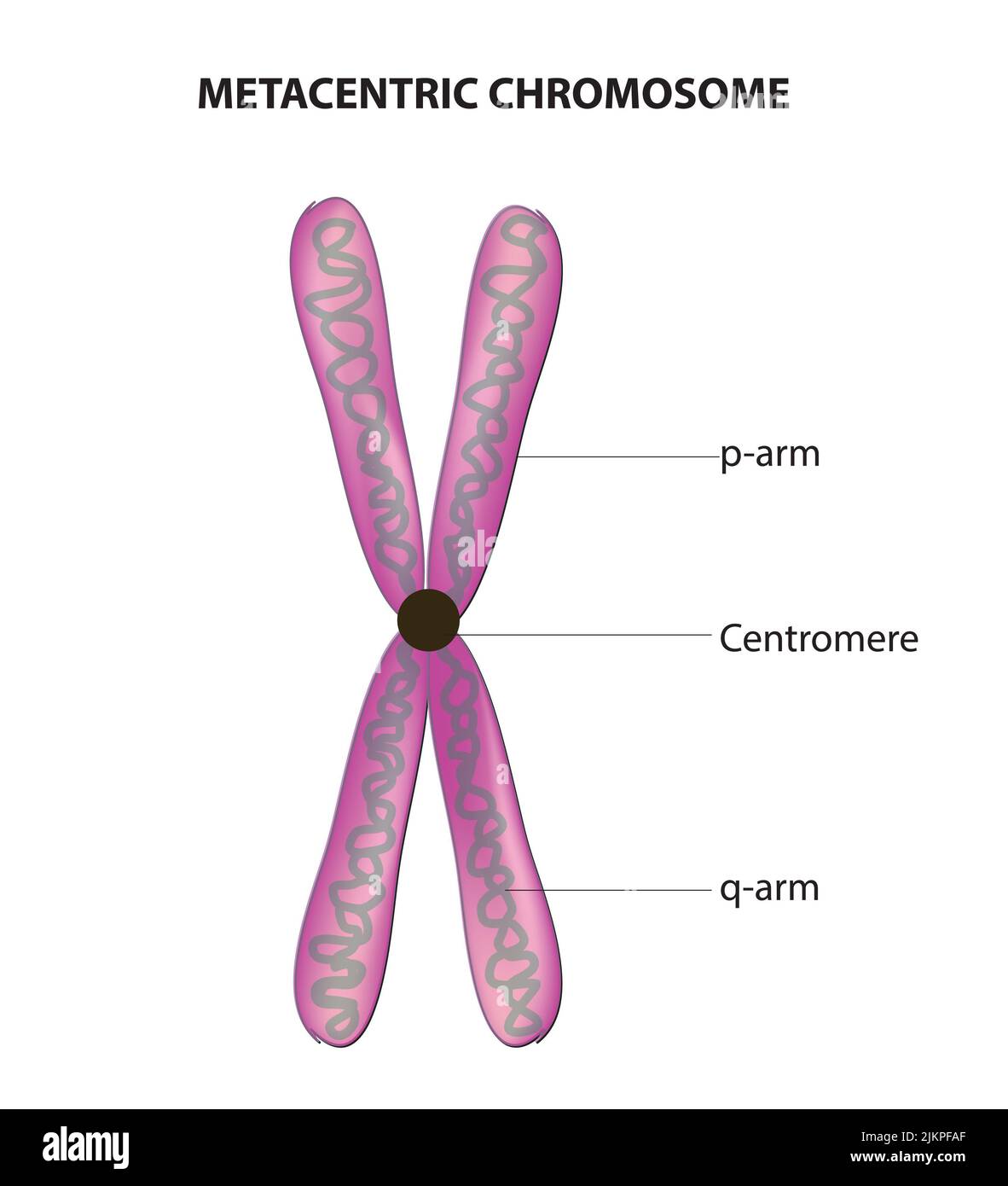 <p>Centromere is close to center of chromosome </p>
