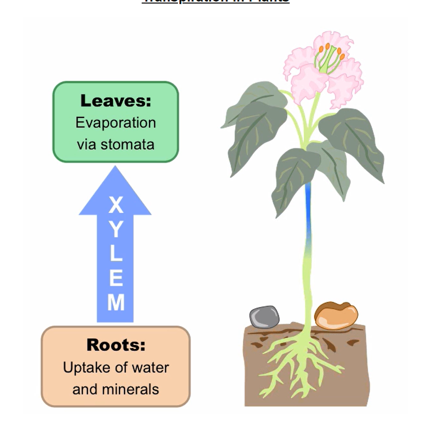 <ol><li><p>Light energy converts water in the leaves to vapour, which evaporates from the leaf via stomata.</p></li><li><p>New water is absorbed from the soil by the roots. This creates a difference in pressure between the leaves and roots.</p></li><li><p>Water will flow, via the xylem, along the pressure gradient to replace the water lost from the leaves (transpiration stream)</p></li></ol>