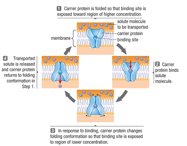 <ul><li><p><span>Protein changes shape and allows the solute to enter/exit the cell</span></p></li><li><p><span>Form passageways through the lipid bilayer&nbsp;</span></p></li><li><p><span>Each binds to a specific solute and transports it across the bilayer</span></p></li></ul><p></p>