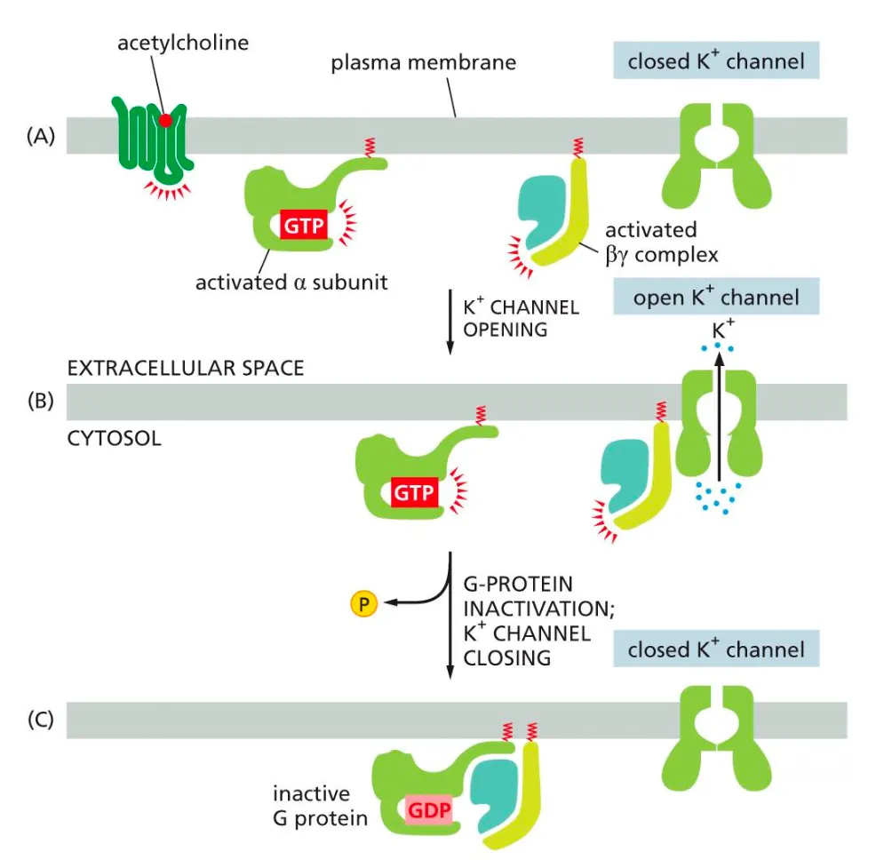 <ul><li><p>Alongside the alpha subunit we also have the beta one, this can activate ion channels in the following manner:</p><ul><li><p>When acetylcholine binds to the GPCR it activates the G-protein (both alpha and beta units). When the activated beta unit binds to the receptor it causes the receptor to open and K ions to flow out. The G-protein is then inactivated after binding to GDP, therefor the channel closes again</p></li></ul></li></ul><p></p>