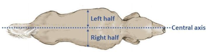 <p>passes through the head, neck, trunk + divides the body into symmetric left/right halves </p>
