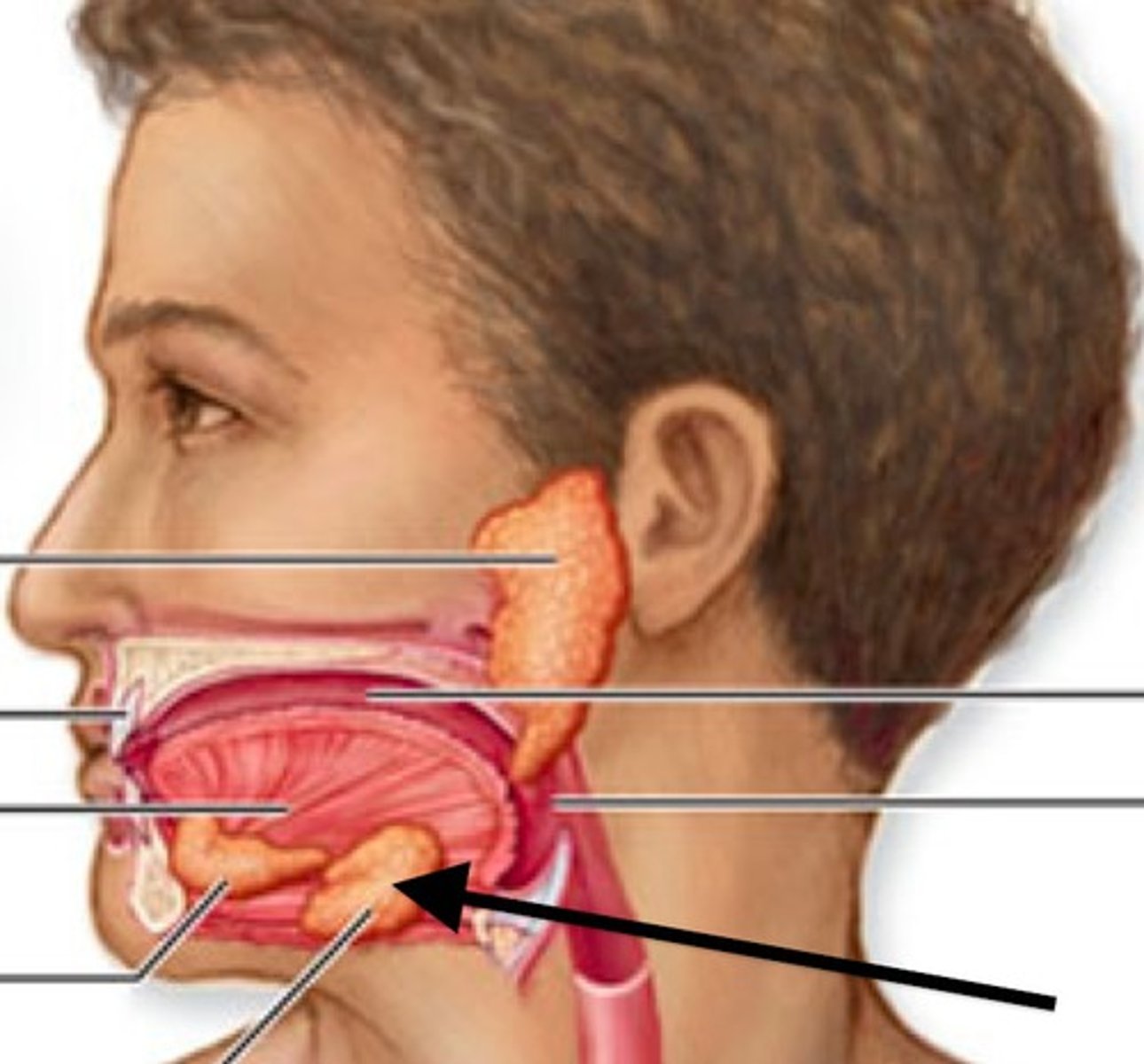 <p>a salivary gland inside the lower jaw on either side that produces most of the nocturnal saliva</p>