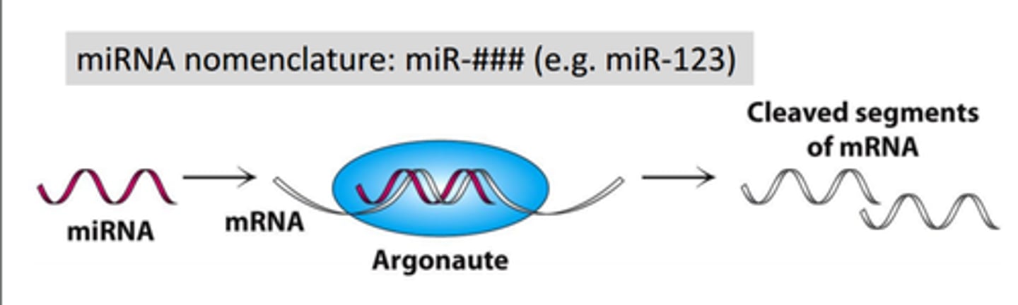 <p>Catalytic subunit of the RISC complex of the RNAi machinery. Responsible for the cutting (or "slicing") activity of RISC that destroys target mRNAs.</p>