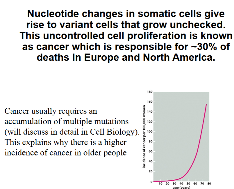 <p><span style="color: #000000">• Germ cells - precursor cells that give rise to</span><span style="color: #000000"><br></span><span style="color: #000000">gametes. Mutations in germ cells will be passed on</span><span style="color: #000000"><br></span><span style="color: #000000">to the offspring.</span><span style="color: #000000"><br></span><span style="color: #000000">• Somatic cells - all other cells</span><span style="color: #000000"><br></span><span style="color: #000000">Somatic cell mutations will only effect the individual</span><span style="color: #000000"><br></span><span style="color: #000000">and not their offspring.</span><span style="color: #000000"><br></span><span style="color: #000000">*Mutations in repair genes makes and</span><span style="color: #000000"><br></span><span style="color: #000000">individual more susceptible to cancer</span><span style="color: #000000"><br></span></p>