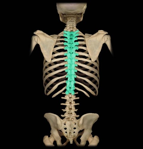 spine