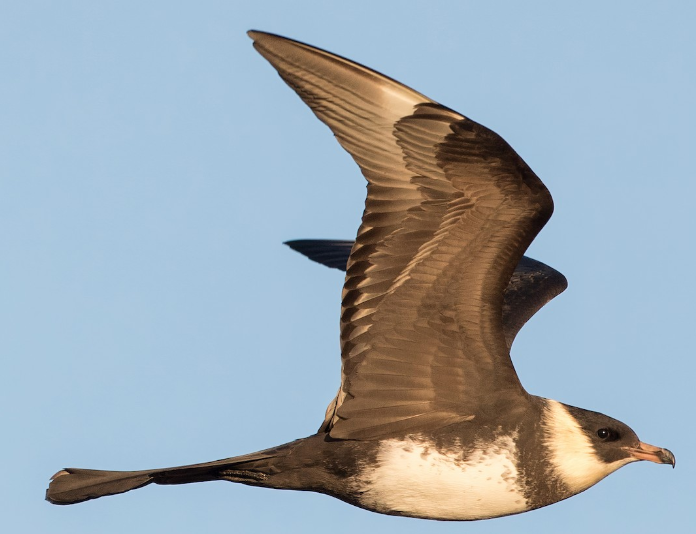 <p>What bird is this? </p>