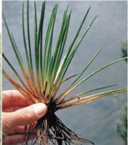 <p>Identify </p>