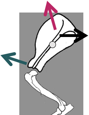<p><strong>Origin -</strong> Cervical and thoracic vertebrae</p><p><strong>Insertion -</strong> Proximal scapular spine </p><ul><li><p>Is ALSO divided into 2 parts… cranial and caudal </p></li></ul><p></p><p><strong>Location -</strong> Proximal to the limb, and proximal to the scapular pivotal point </p><p></p><p>Causes<strong> ABDUCTION</strong> of the limb (also PROTRACTION)</p><ul><li><p>Pulls the point of insertion (scapular spine) closer to the trunk of the body… essentially, opens the scapula </p></li></ul><p></p>