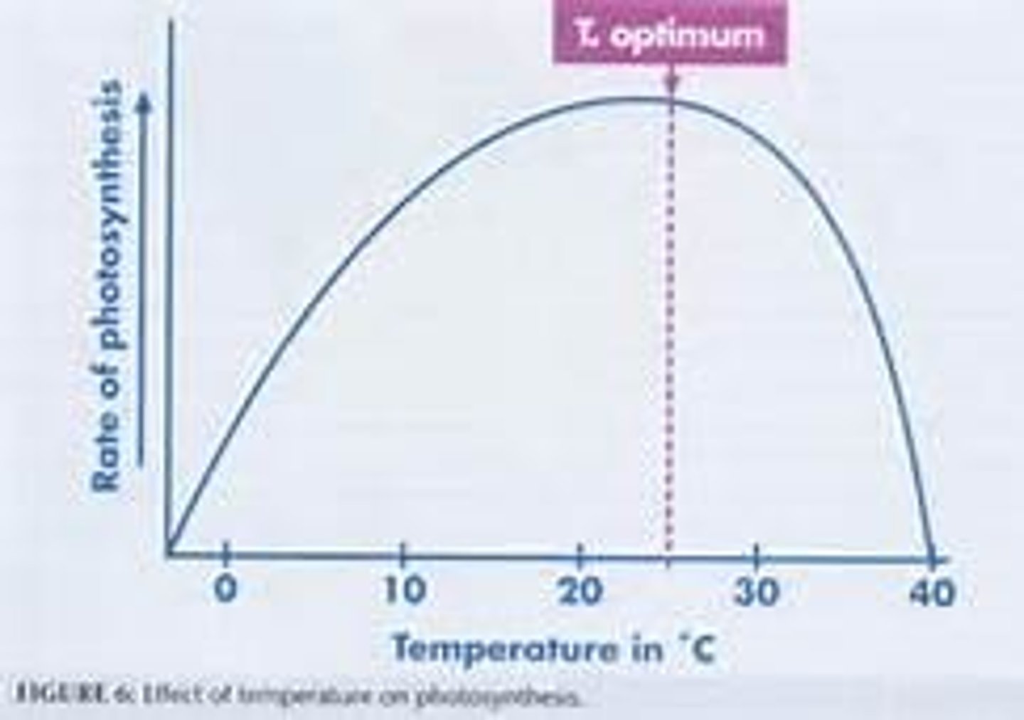 <p>assists Rubisco in fixing CO2 when less affinity occurs in the protein due to a high O2 concentration</p>