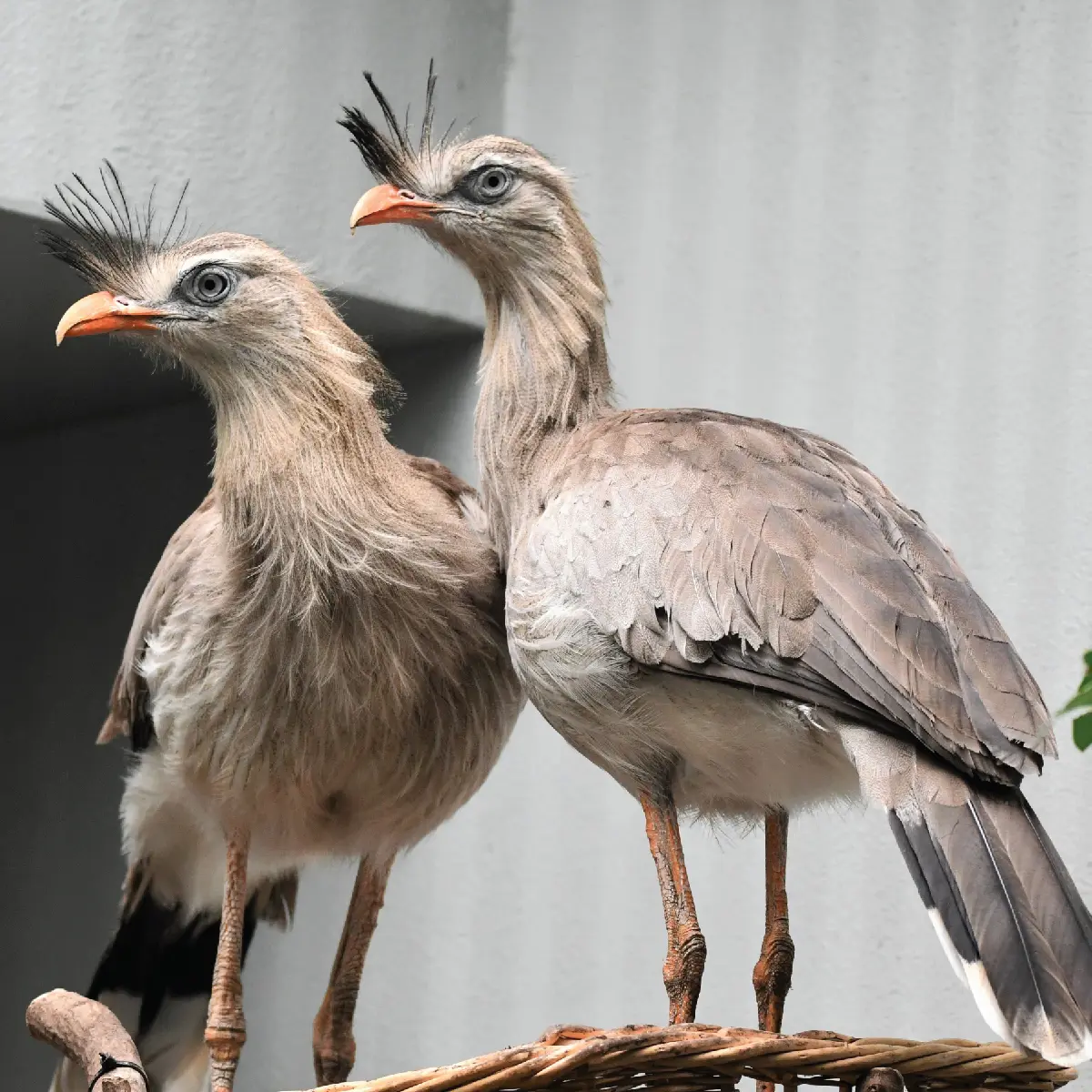 <p>Status: LC</p><p>Family: Cariamidae</p>