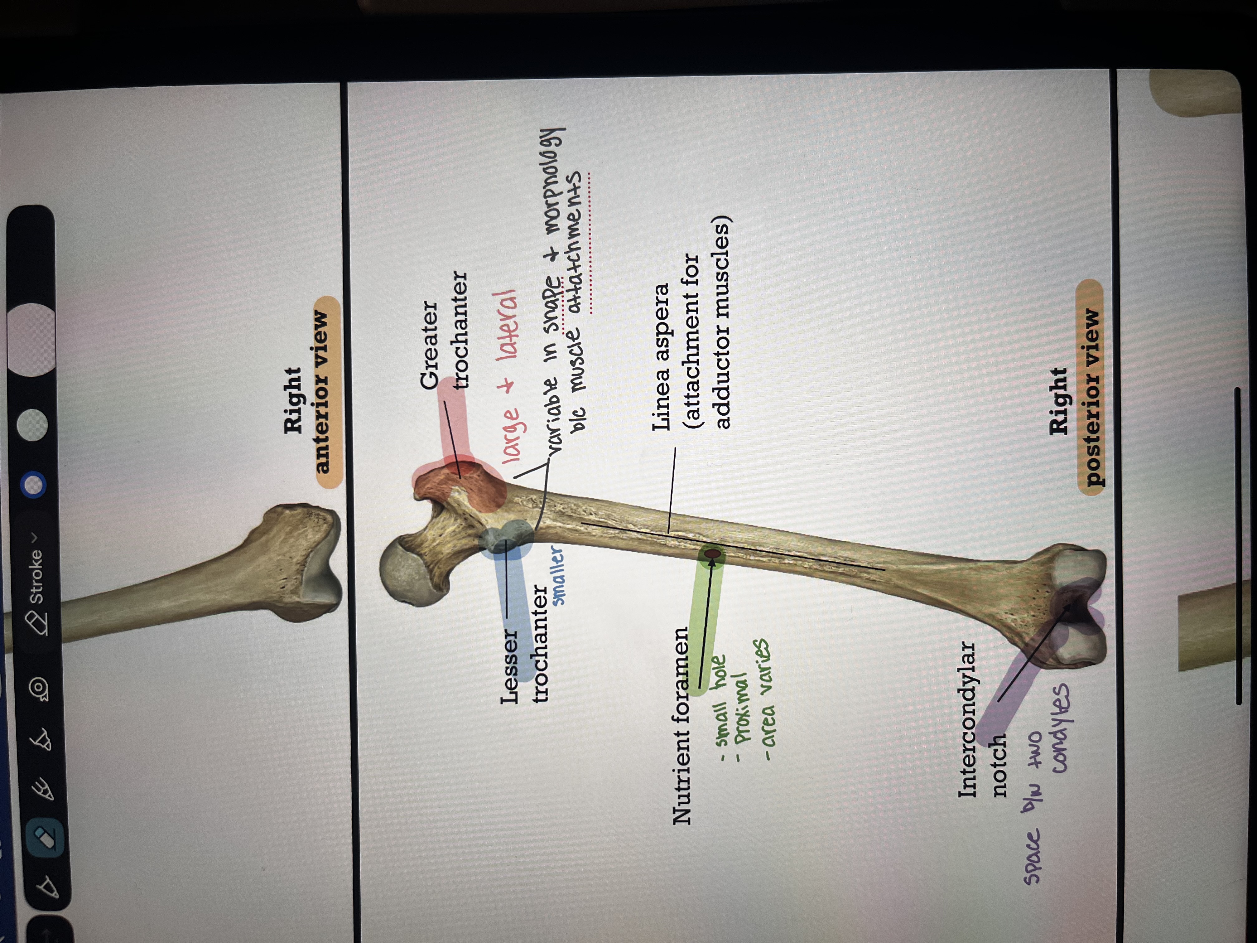 knowt flashcard image
