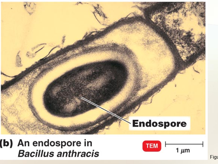 <p>Endospores </p>