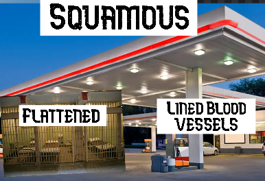 <p>Squamous </p>