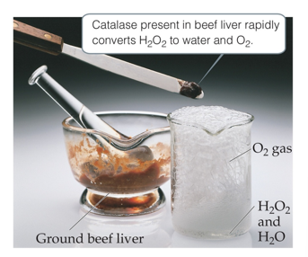 <p>Are biological catalysts </p><p>The reaction that any specific enzyme reaction take place at a specific location in the enzyme is called the active site</p><p>The substances that react at this site are called substrates</p>