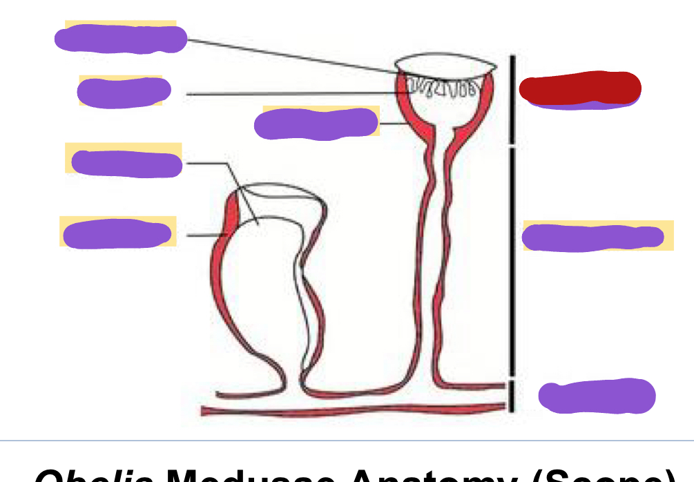 <p>Identify the red structure</p>