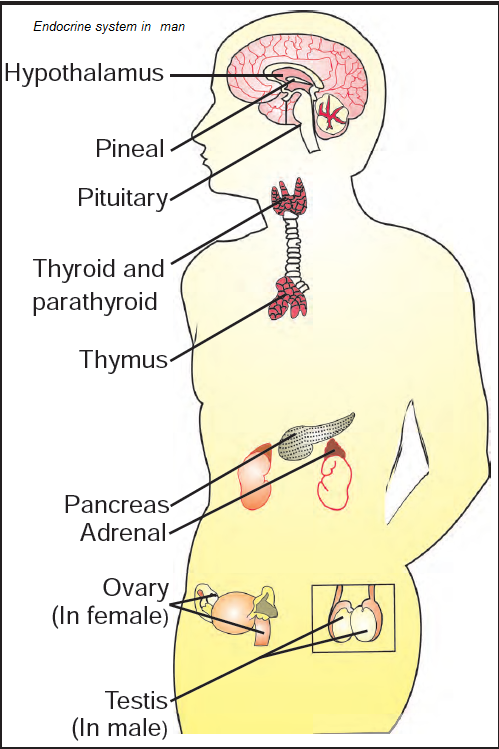 <p>Endocrine glands</p>