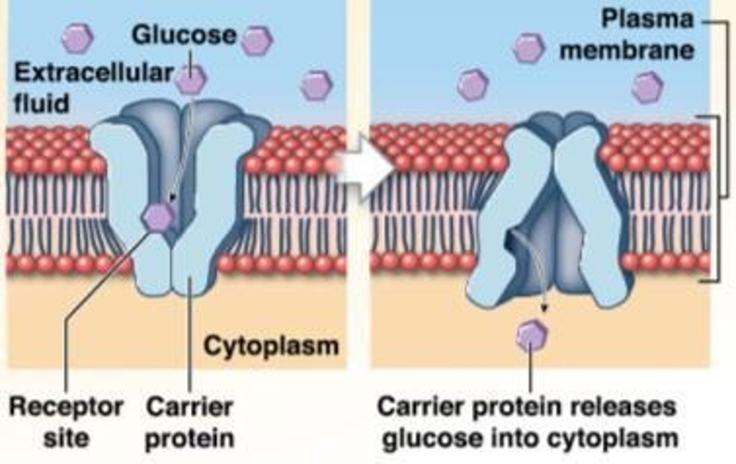 <p>Movement of molecules across a membrane via protein channels.</p>
