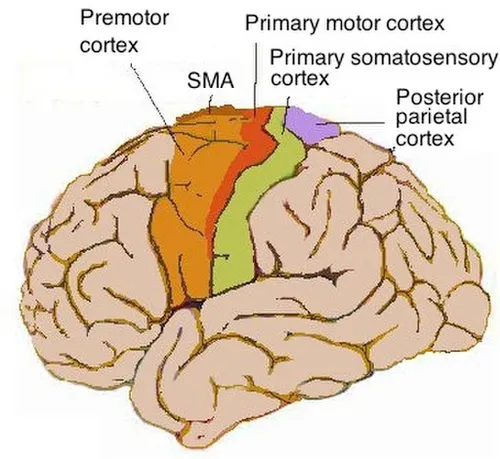 <ul><li><p>Control of voluntary muscle movements</p></li></ul><p></p>