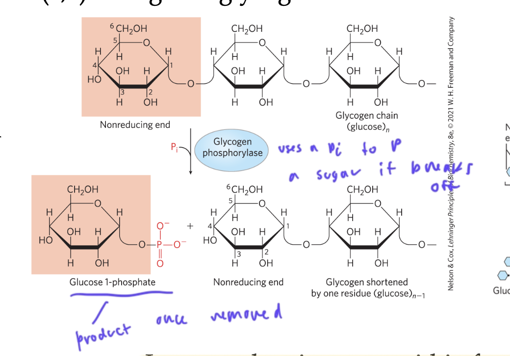 <ul><li><p>glycogen phosphorylase cleaves the alpha(1,4) linkages of glycogen from the nonreducing end to yield glucose-1-phosphate using a Pi to form a similar rxn to hydrolysis</p></li><li><p>so Ps the sugar as it breaks it off</p></li><li><p>stops removing glucoses once there are only 4 sugars left on the chain</p></li></ul><p></p>
