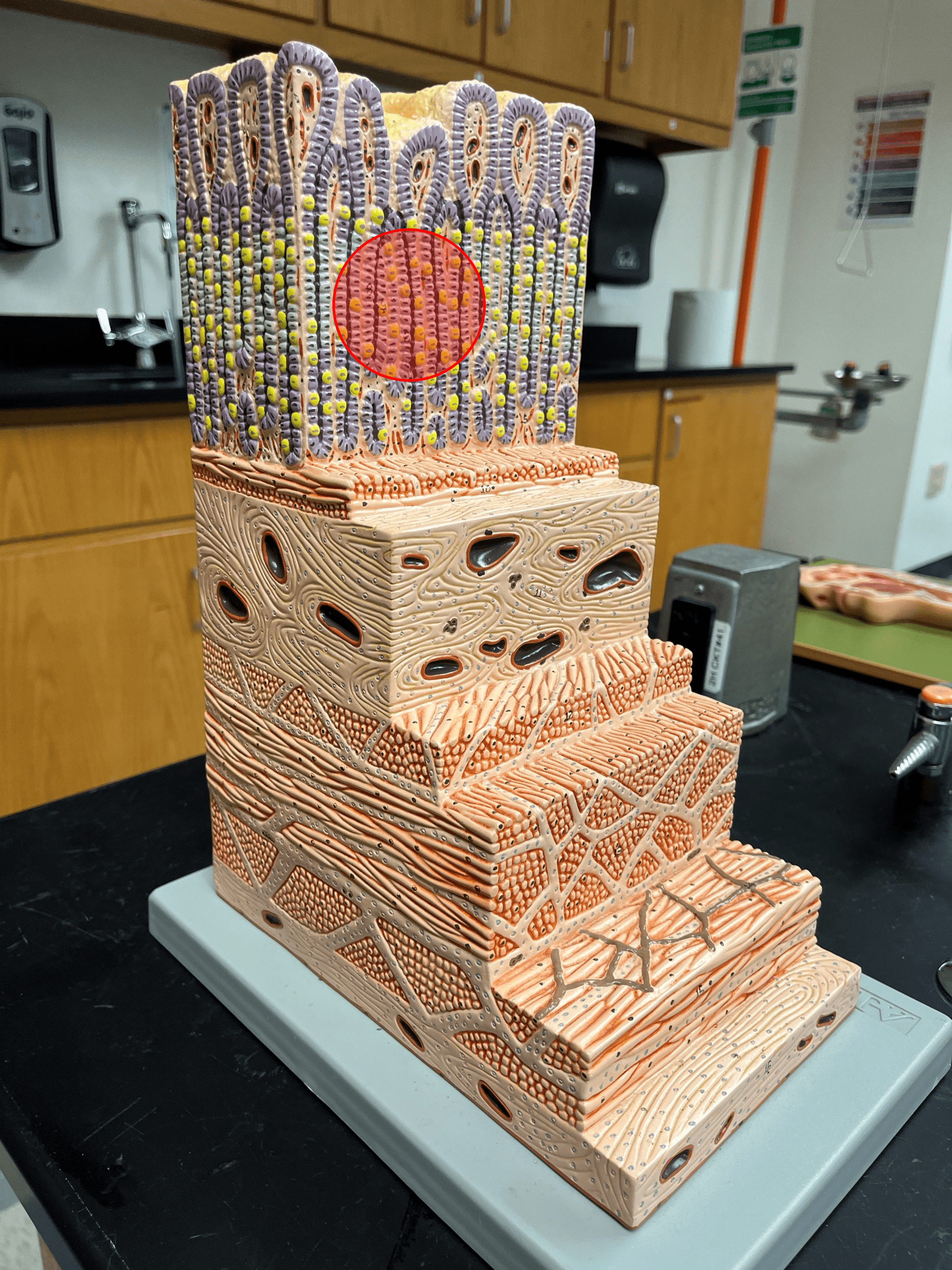 • The middle layer of the mucosa of the gastrointestinal tract.

• The connective tissue layer of the mucosa.