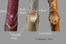 <p>types of scars</p>